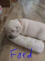 Ford, a male Golden Retriever for sale in Kalona, IA – 1 of 3