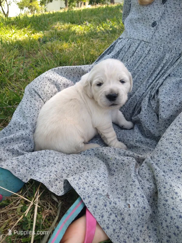 Cherry – Golden Retriever puppy for sale in Kalona, IA