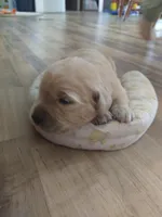 Missy, a female Golden Retriever for sale in Kalona, IA – 3 of 3