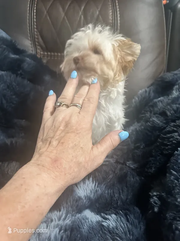AKC Harlow – Yorkshire Terrier puppy for sale in North Judson, IN