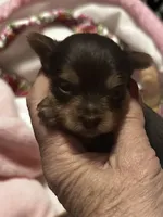 AKC Dark Chocolate Tobias, a male Yorkshire Terrier for sale in North Judson, IN – 2 of 7