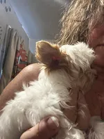 AKC Harlow, a male Yorkshire Terrier for sale in North Judson, IN – 5 of 8