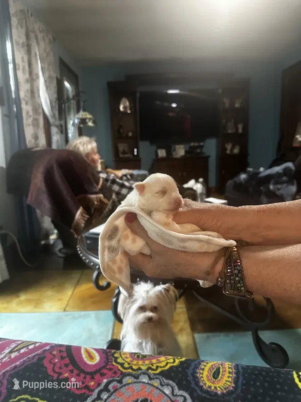 AKC platinum Savvy – Yorkshire Terrier puppy for sale in North Judson, IN