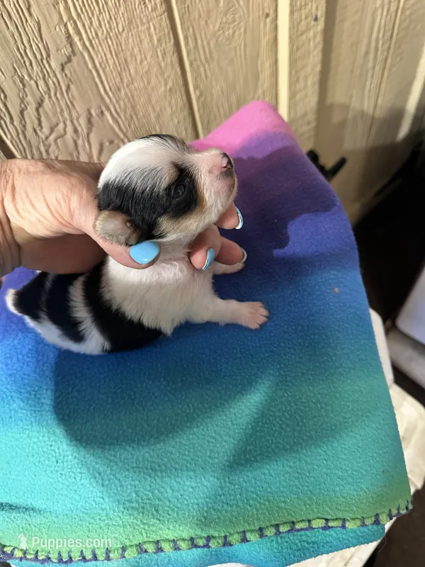 AKC Peppy – Yorkshire Terrier puppy for sale in North Judson, IN