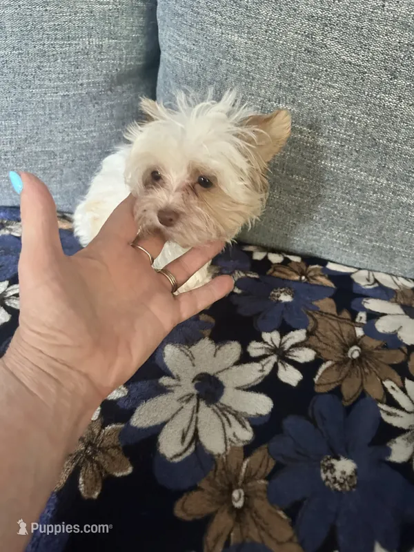 AKC Harlow – Yorkshire Terrier puppy for sale in North Judson, IN