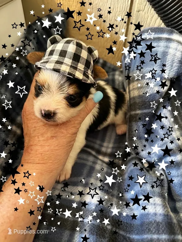 AKC Peppy – Yorkshire Terrier puppy for sale in North Judson, IN