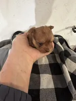 AKC choc gold dust Chewbacca, a male Yorkshire Terrier for sale in North Judson, IN – Photo 1 of 5