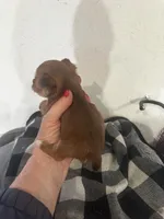AKC choc gold dust Chewbacca, a male Yorkshire Terrier for sale in North Judson, IN – Photo 2 of 5