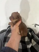 AKC choc gold dust Chewbacca, a male Yorkshire Terrier for sale in North Judson, IN – Photo 3 of 5