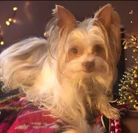 AKC Peppy, a male Yorkshire Terrier for sale in North Judson, IN – 7 of 9