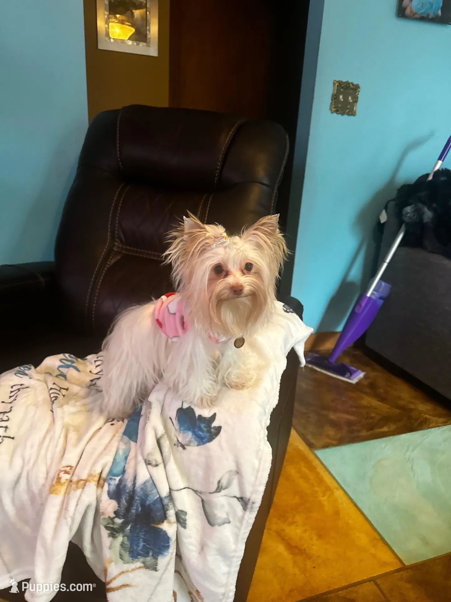 AKC Tobias, a male Yorkshire Terrier for sale in North Judson, IN – 6 of 6
