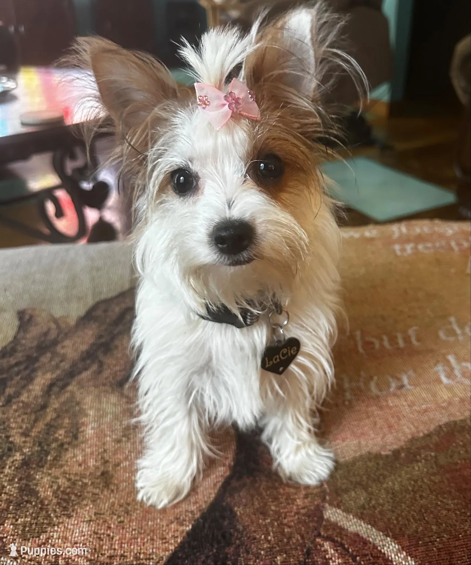 AKC Leo, a male Yorkshire Terrier for sale in North Judson, IN – Photo 9 of 9