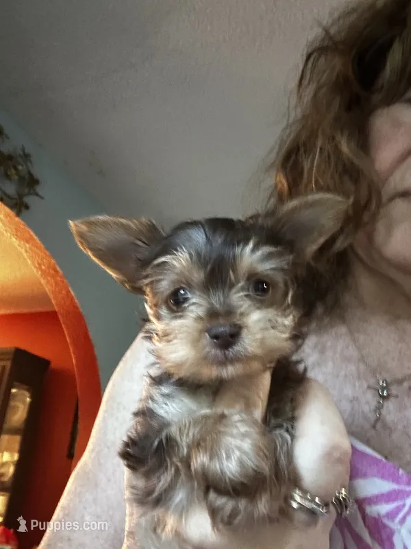 AKC Dark Chocolate Tobias – Yorkshire Terrier puppy for sale in North Judson, IN