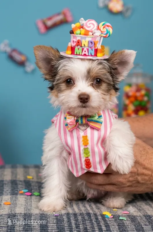 AKC Woody – Yorkshire Terrier puppy for sale in North Judson, IN
