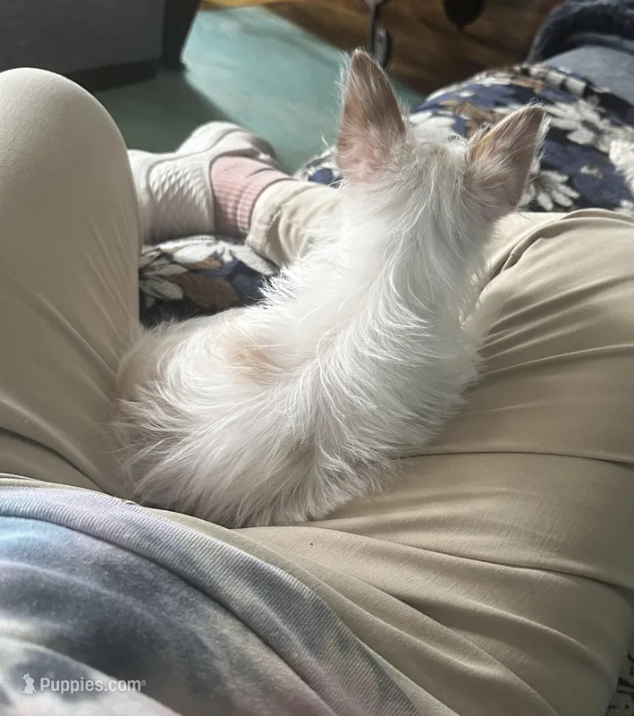 AKC  Glacierpaw – Yorkshire Terrier puppy for sale in North Judson, IN