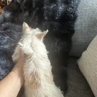 AKC  Glacierpaw, a male Yorkshire Terrier for sale in North Judson, IN – Photo 3 of 9