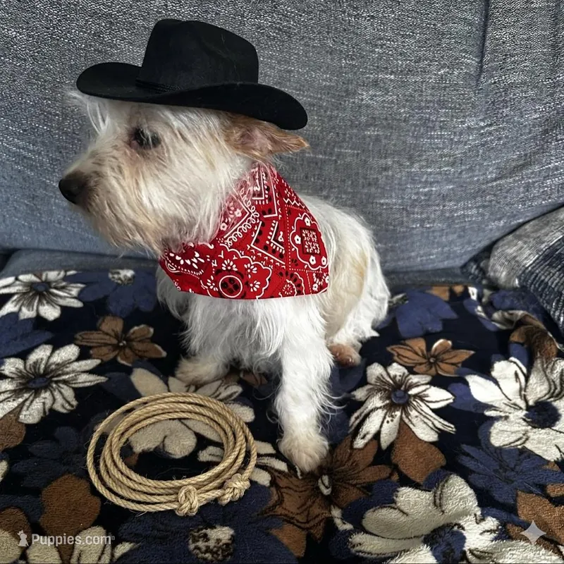 AKC  Glacierpaw – Yorkshire Terrier puppy for sale in North Judson, IN