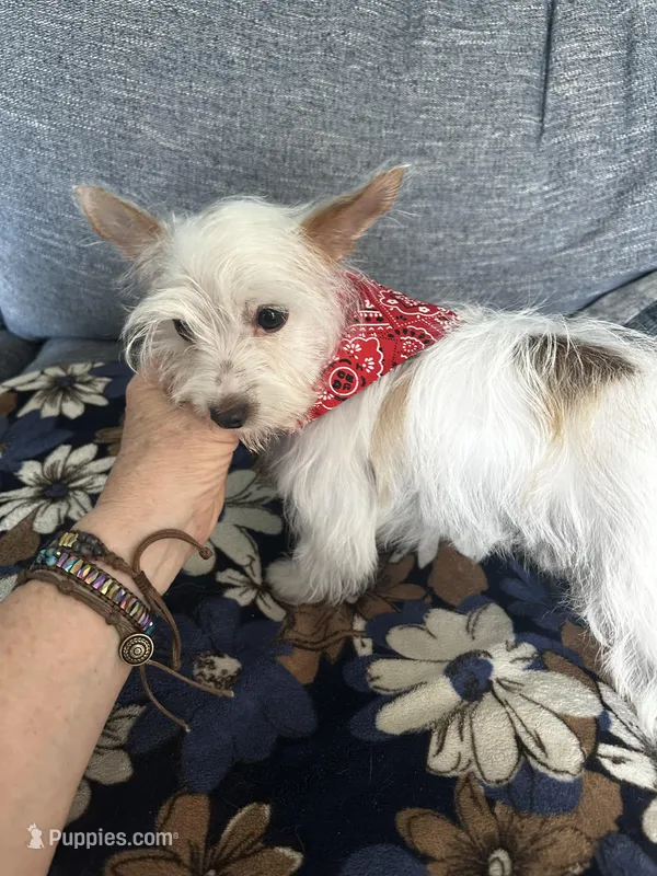AKC  Glacierpaw – Yorkshire Terrier puppy for sale in North Judson, IN