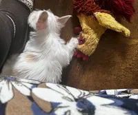 AKC  Glacierpaw, a male Yorkshire Terrier for sale in North Judson, IN – Photo 7 of 8