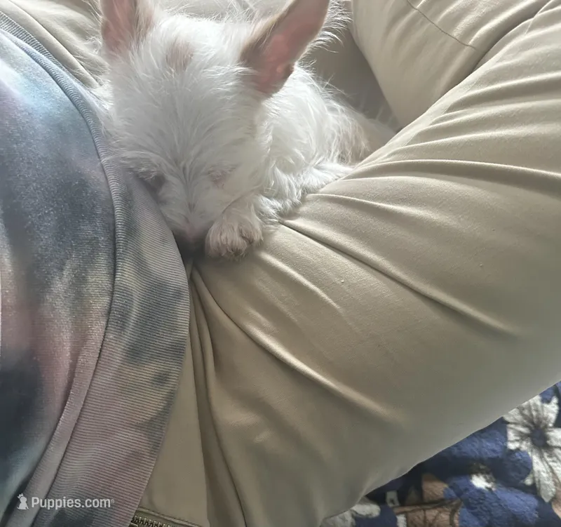 AKC  Glacierpaw – Yorkshire Terrier puppy for sale in North Judson, IN