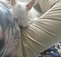 AKC  Glacierpaw, a male Yorkshire Terrier for sale in North Judson, IN – Photo 6 of 9