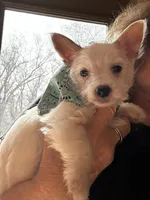 AKC  Glacierpaw, a male Yorkshire Terrier for sale in North Judson, IN – Photo 2 of 8