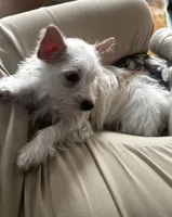 AKC  Glacierpaw, a male Yorkshire Terrier for sale in North Judson, IN – Photo 2 of 9