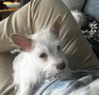 AKC  Glacierpaw, a male Yorkshire Terrier for sale in North Judson, IN – Photo 3 of 9