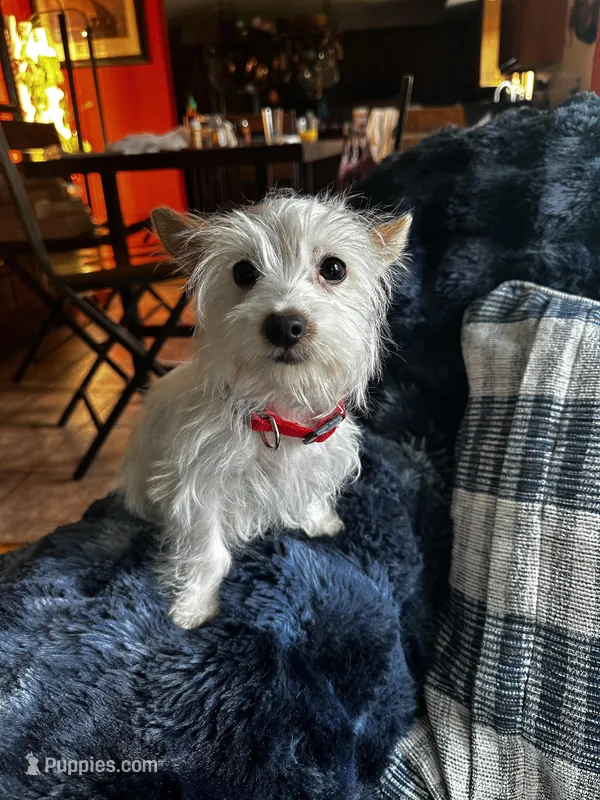 AKC  Glacierpaw – Yorkshire Terrier puppy for sale in North Judson, IN