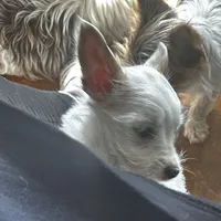 AKC  Glacierpaw, a male Yorkshire Terrier for sale in North Judson, IN – Photo 8 of 9