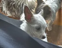 AKC  Glacierpaw, a male Yorkshire Terrier for sale in North Judson, IN – Photo 3 of 8