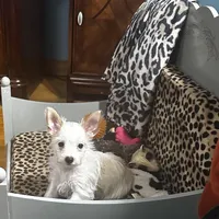 AKC  Glacierpaw, a male Yorkshire Terrier for sale in North Judson, IN – Photo 1 of 9