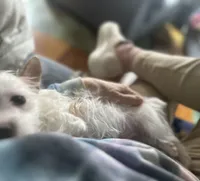 AKC  Glacierpaw, a male Yorkshire Terrier for sale in North Judson, IN – Photo 7 of 9