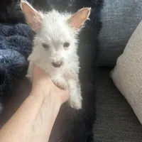AKC  Glacierpaw, a male Yorkshire Terrier for sale in North Judson, IN – Photo 4 of 9