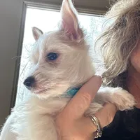 AKC  Glacierpaw, a male Yorkshire Terrier for sale in North Judson, IN – Photo 6 of 9