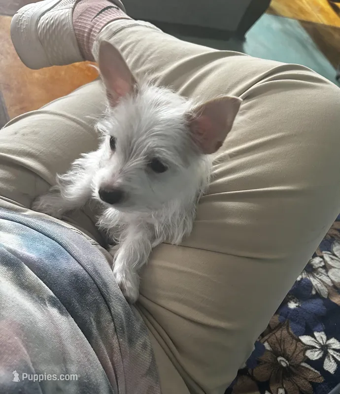 AKC  Glacierpaw – Yorkshire Terrier puppy for sale in North Judson, IN