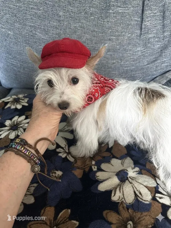 AKC  Glacierpaw – Yorkshire Terrier puppy for sale in North Judson, IN