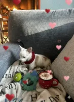 AKC  Glacierpaw, a male Yorkshire Terrier for sale in North Judson, IN – Photo 4 of 8