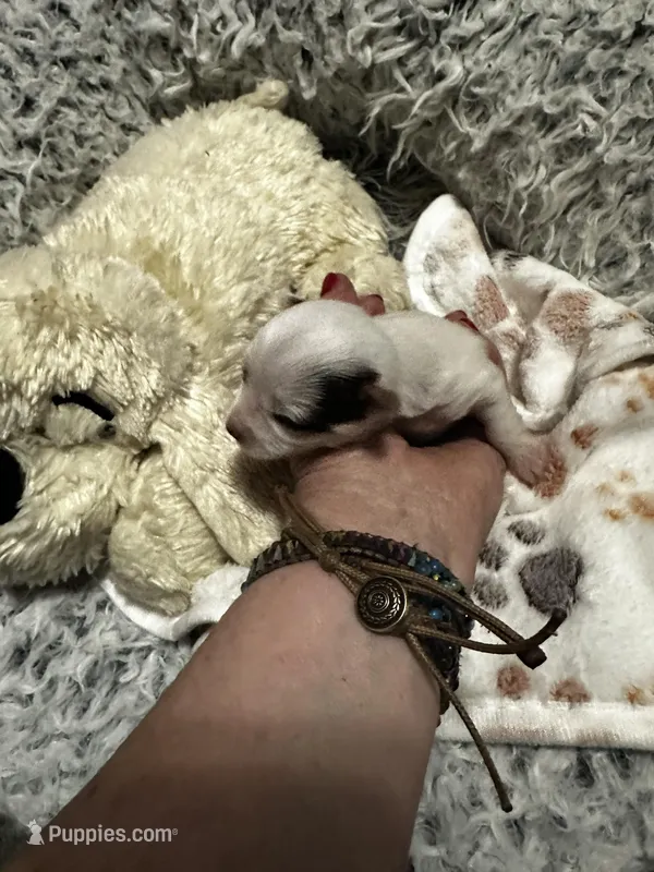 AKC Woody – Yorkshire Terrier puppy for sale in North Judson, IN