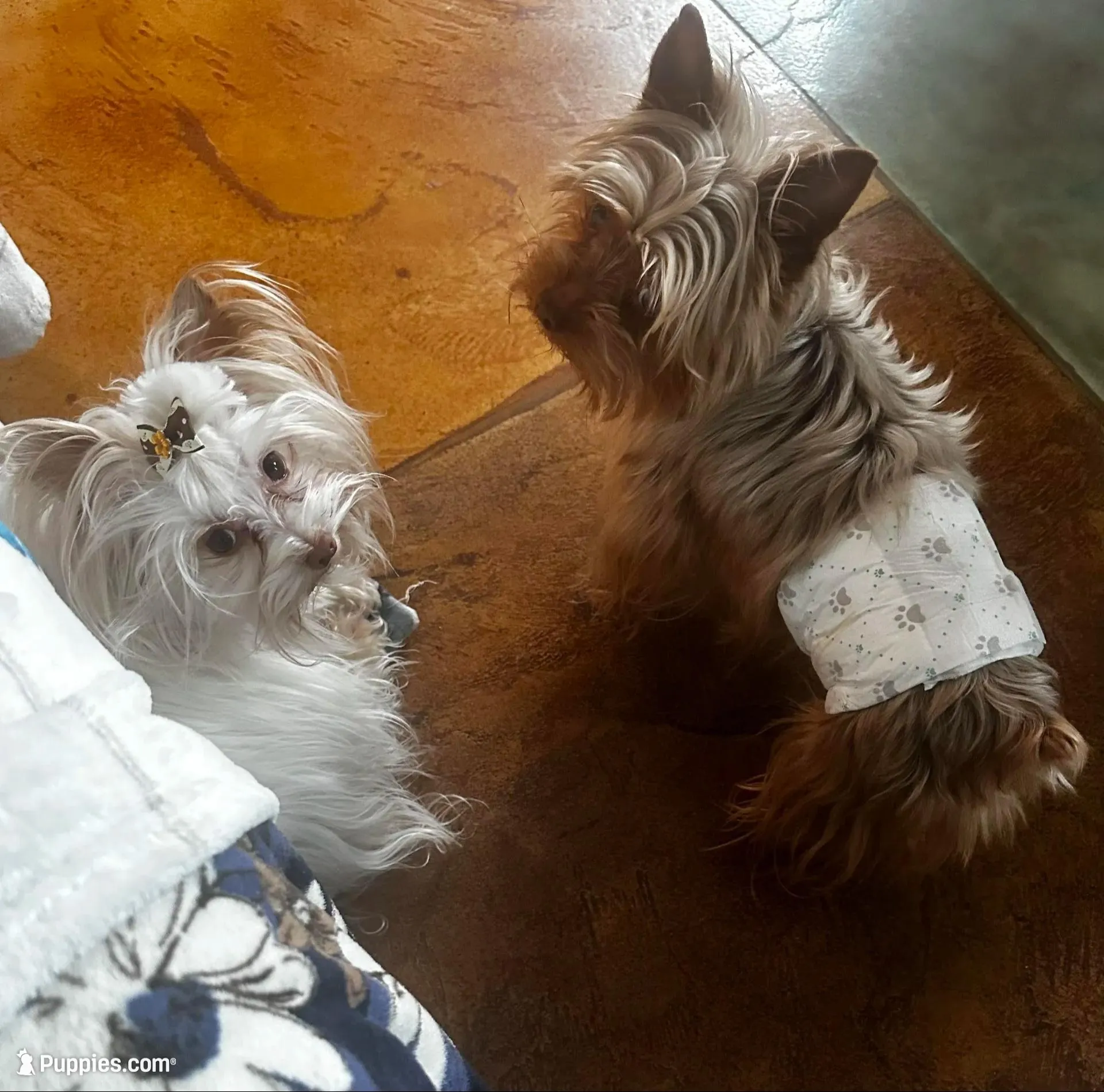 AKC Woody, a male Yorkshire Terrier for sale in North Judson, IN – 5 of 5