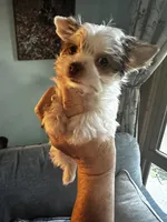 AKC Woody, a male Yorkshire Terrier for sale in North Judson, IN – 2 of 7