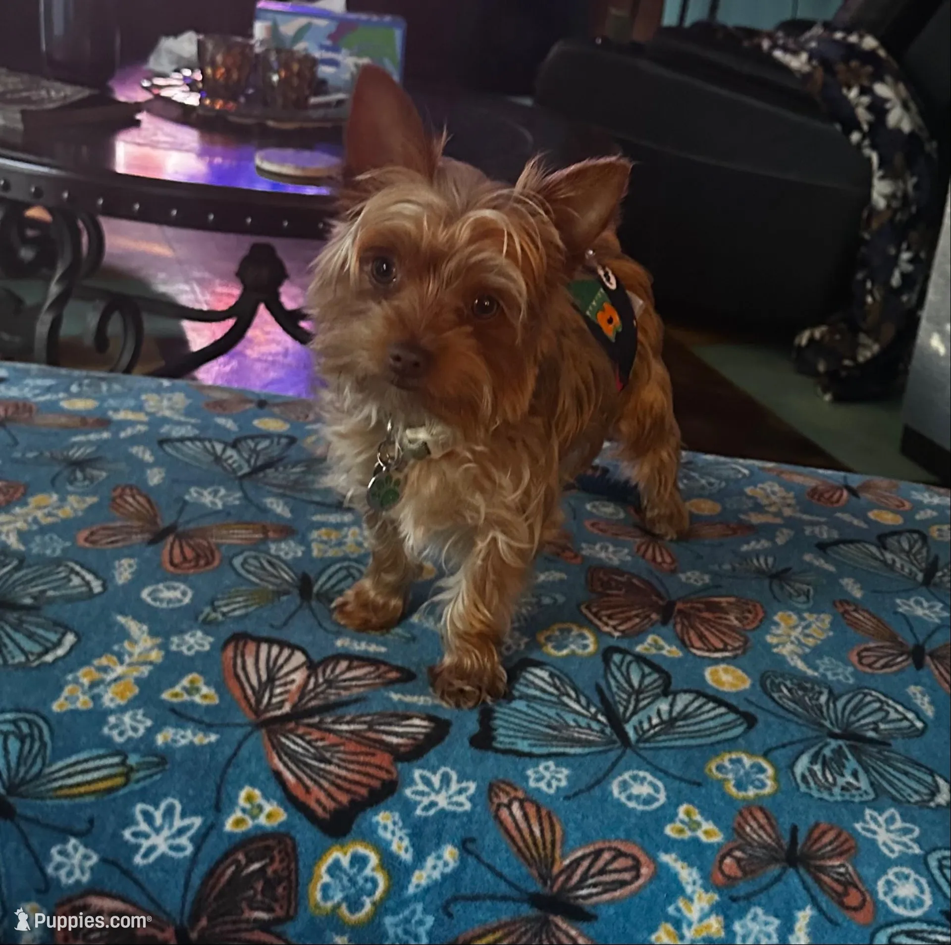 AKC Tobias, a male Yorkshire Terrier for sale in North Judson, IN – 5 of 6
