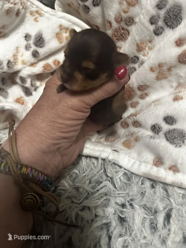 AKC Tobias – Yorkshire Terrier puppy for sale in North Judson, IN