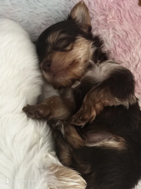 AKC Dark Chocolate Tobias – Yorkshire Terrier puppy for sale in North Judson, IN