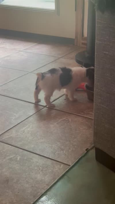 AKC Peppy, a male Yorkshire Terrier for sale in North Judson, IN – 8 of 9