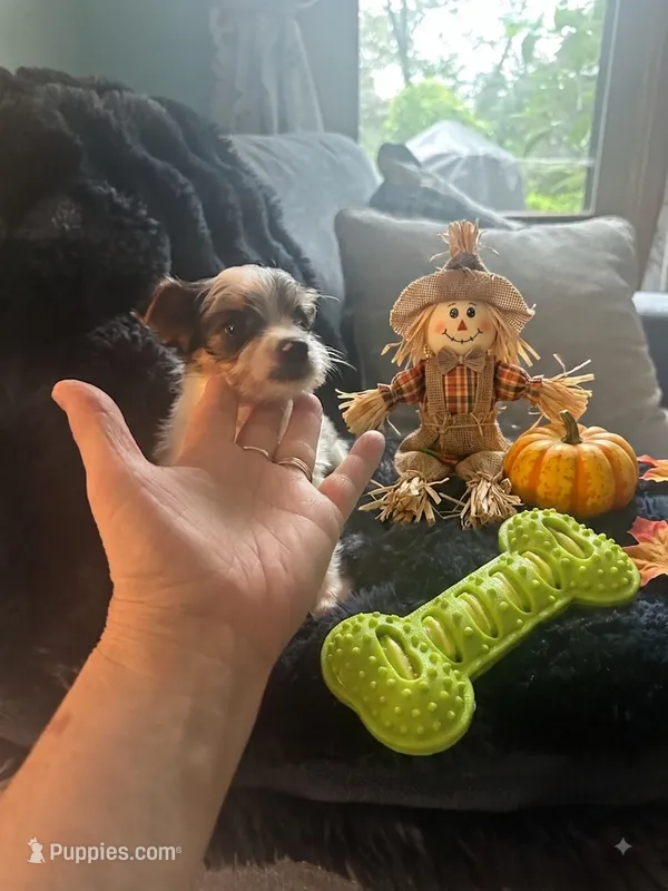 AKC Peppy – Yorkshire Terrier puppy for sale in North Judson, IN