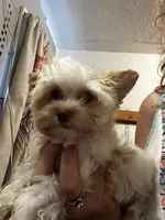 AKC Harlow, a male Yorkshire Terrier for sale in North Judson, IN – 4 of 8