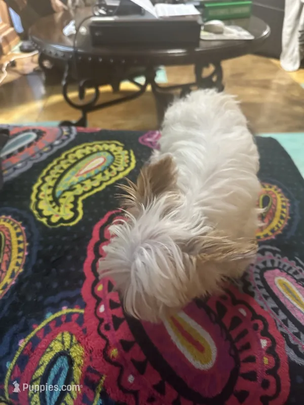 AKC Harlow – Yorkshire Terrier puppy for sale in North Judson, IN