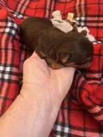 AKC Stitch Chocolate , a male Yorkshire Terrier for sale in North Judson, IN – Photo 2 of 4