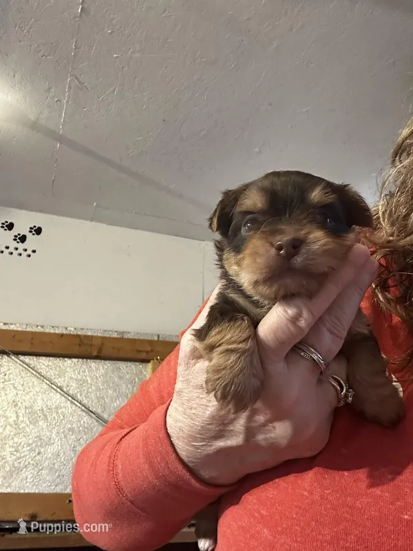 AKC Stitch Chocolate  – Yorkshire Terrier puppy for sale in North Judson, IN